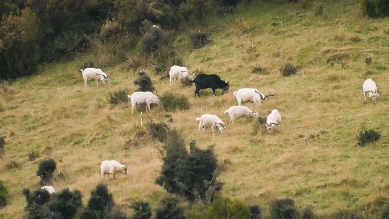 Wild Goats Grazing