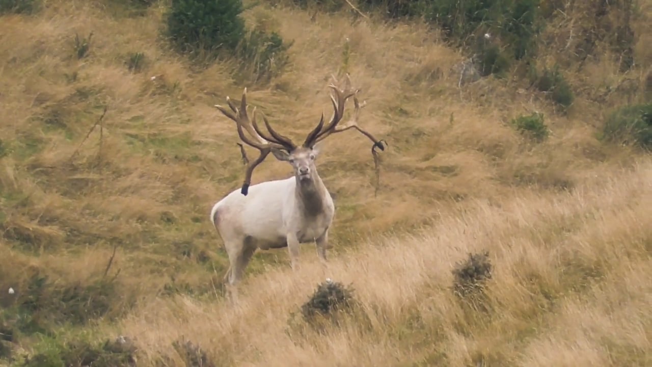 White Red Deer