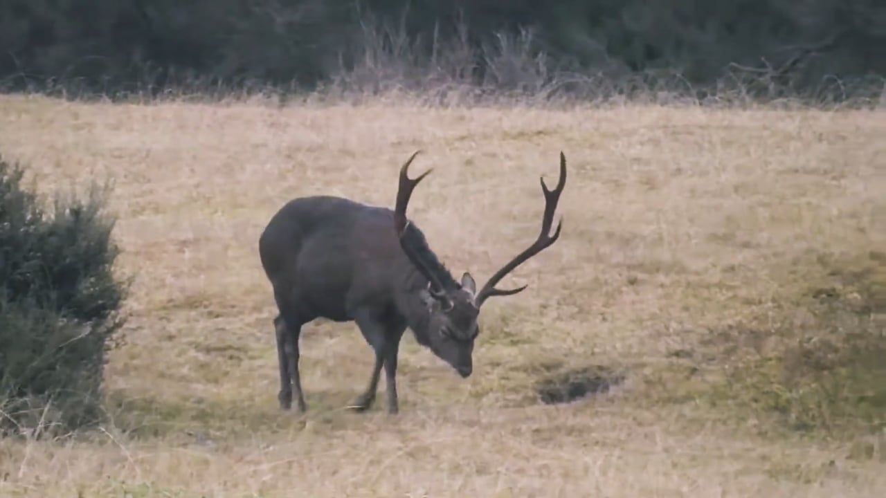 Sika Deer