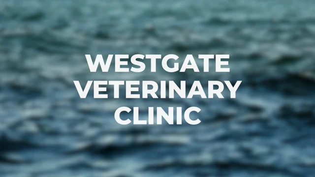 Westgate best sale vet clinic