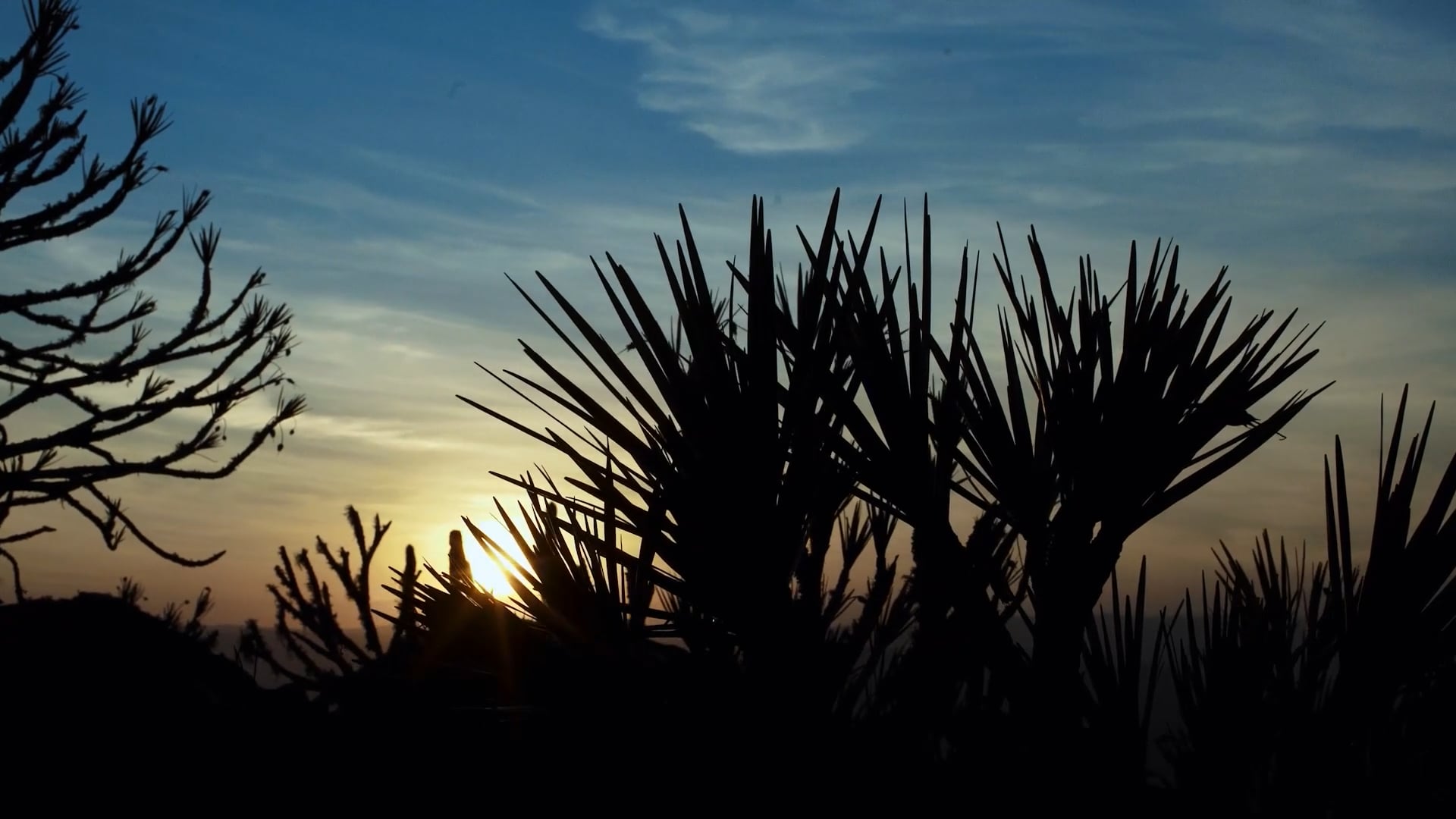ANGLO AMERICAN - BIODIVERSIDADE