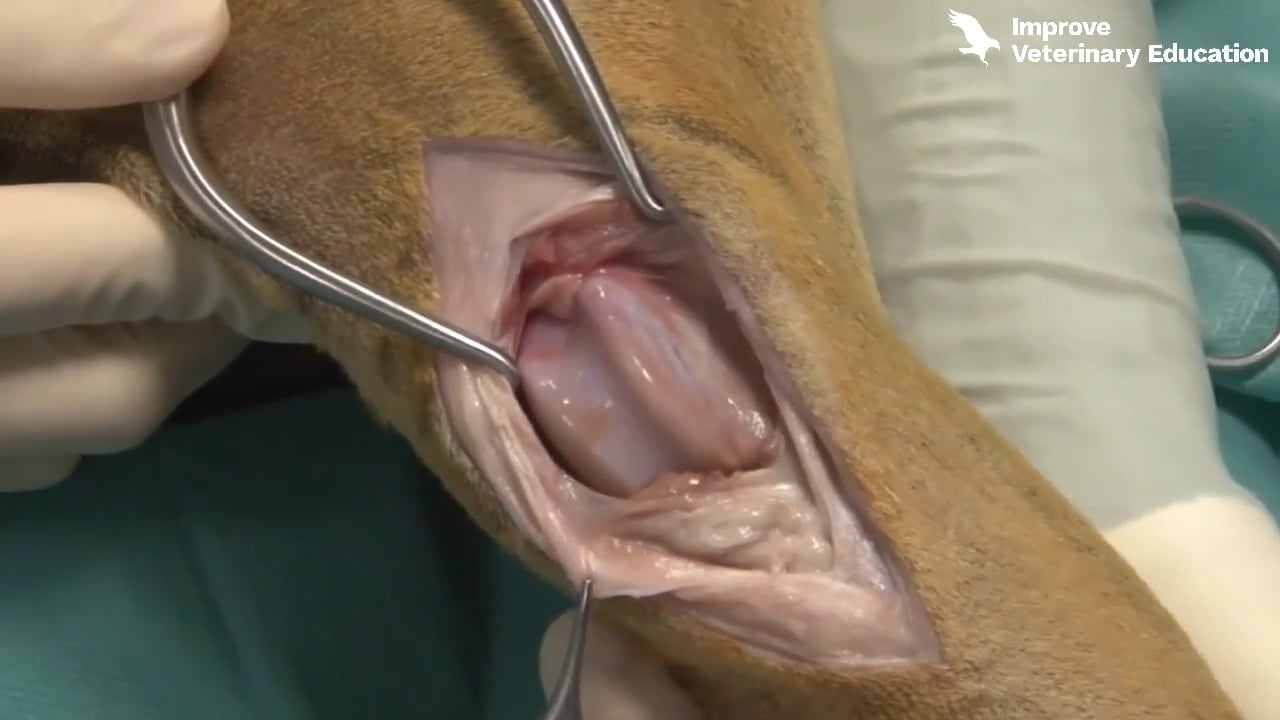 Lateral approach to the stifle joint