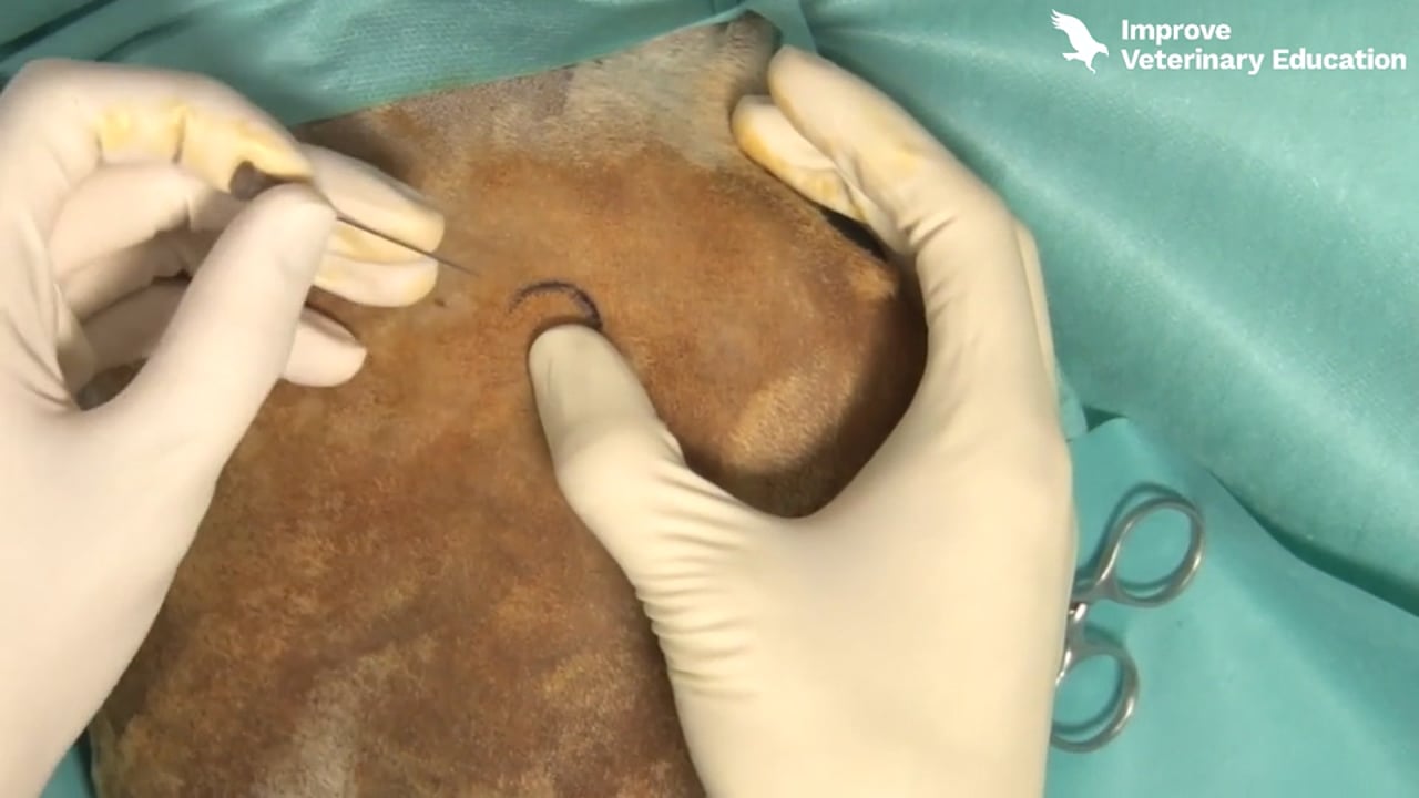 Arthrocentesis of the hip
