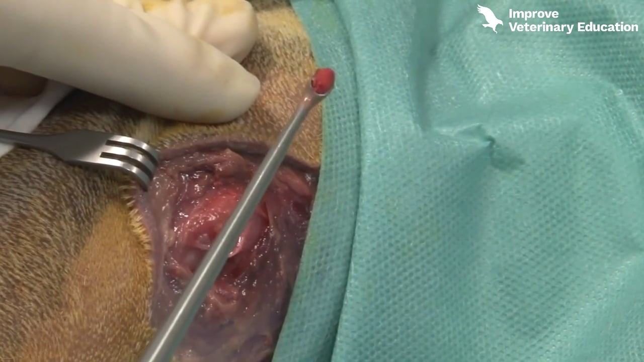 Harvesting spongy bone from the proximal humerus of the dog
