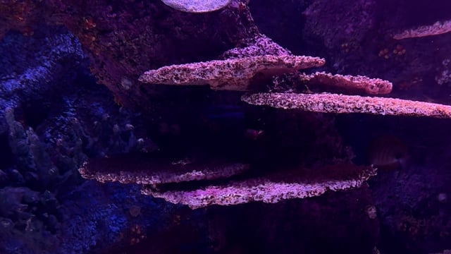 1,951 Coral Reef Vertical Stock Video Footage - 4K and HD Video Clips