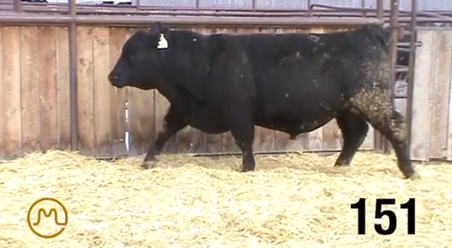 Bulls on Test - KB ANGUS