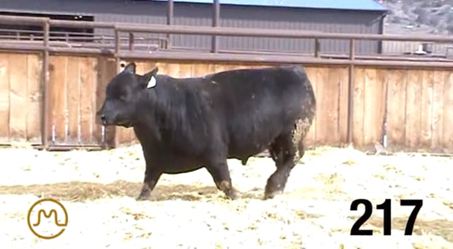 Bulls on Test - KB ANGUS