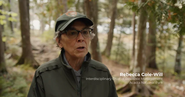 Red Pine Scale kills red pine trees at Acadia (U.S. National Park Service)