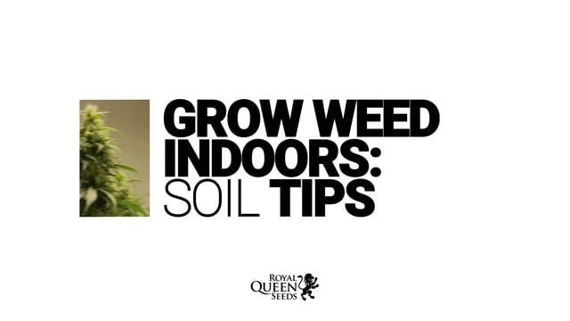 Tipos de semillas de marihuana - La huerta Grow Shop