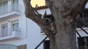 Apuntalen l'arbre de La Platja