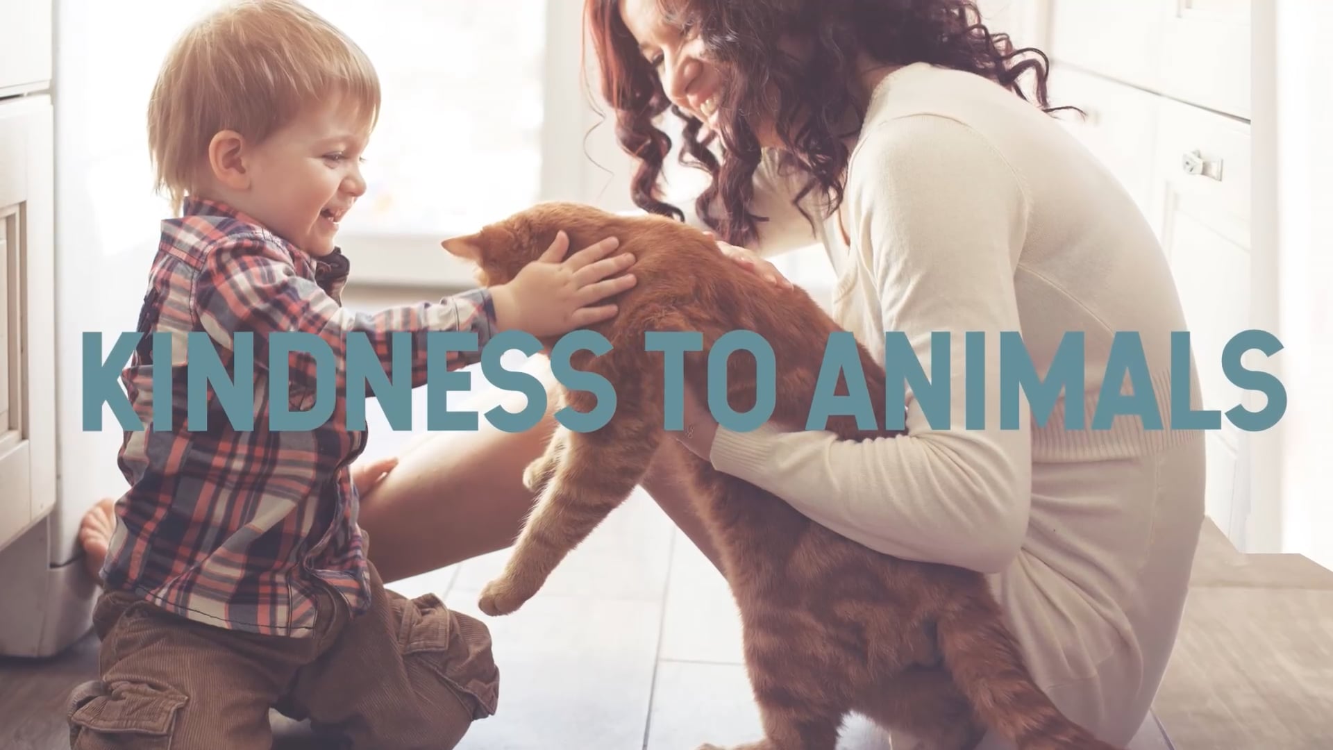 Animal-Assisted Activities - The New Steps To Humane Education-1 min on ...