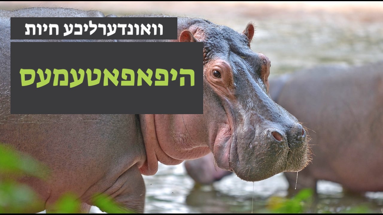 וואונערליכע חיות - די היפאפאטעמעס