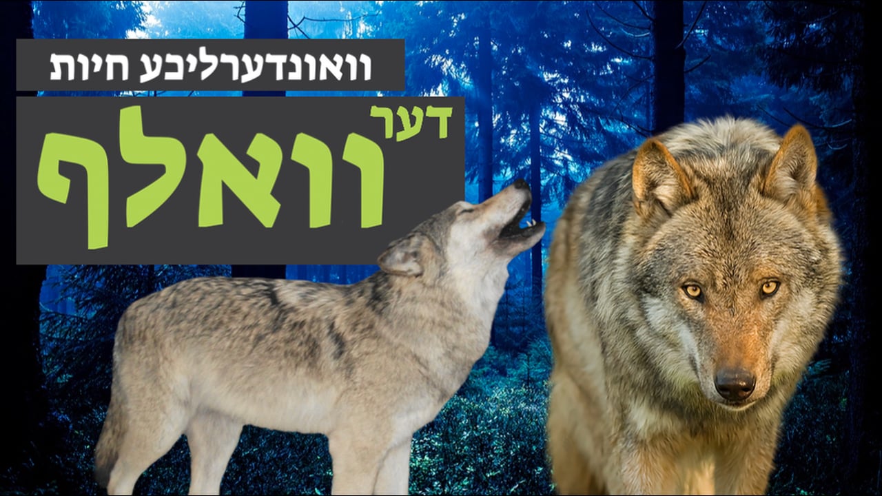 וואונערליכע חיות - די וואלף