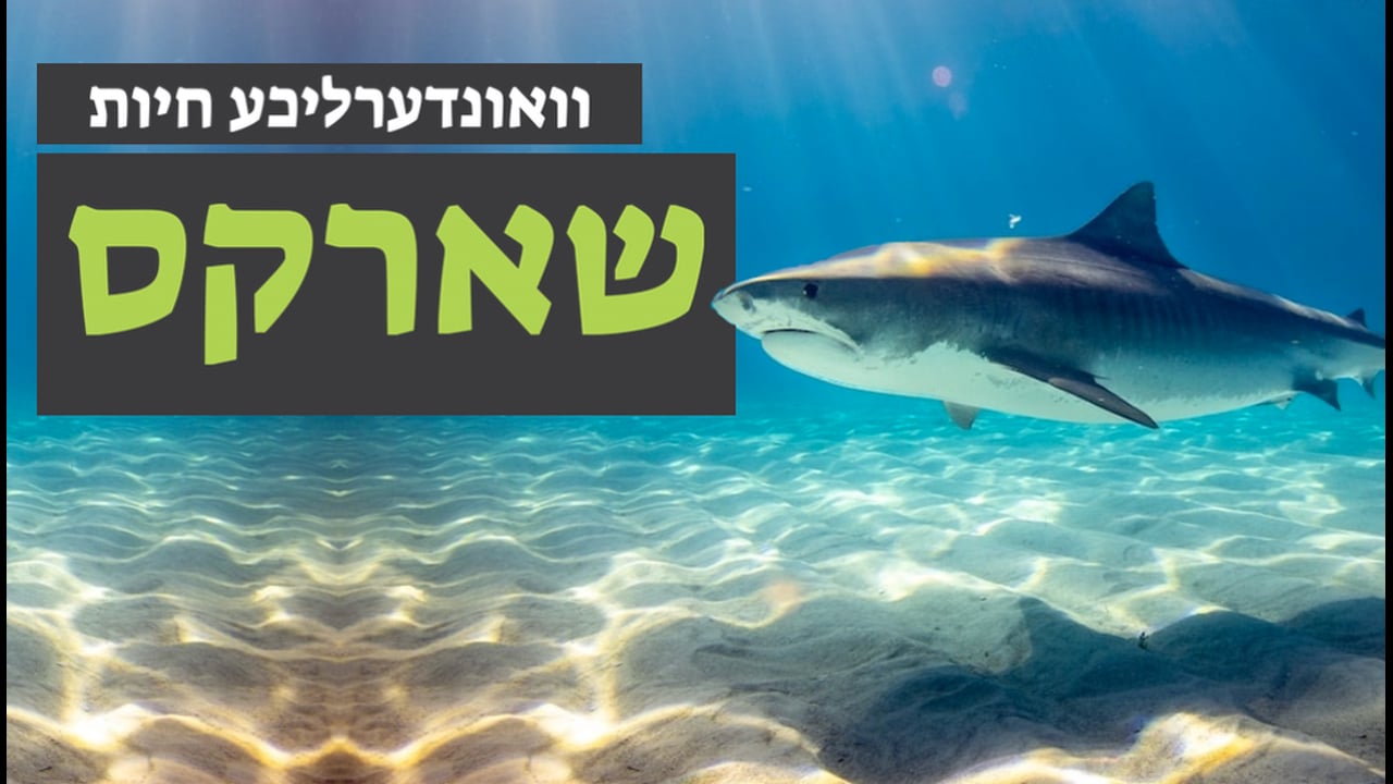 וואונערליכע חיות - די שארק פיש