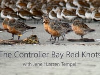 Red Knot Population Abundance in Controller Bay