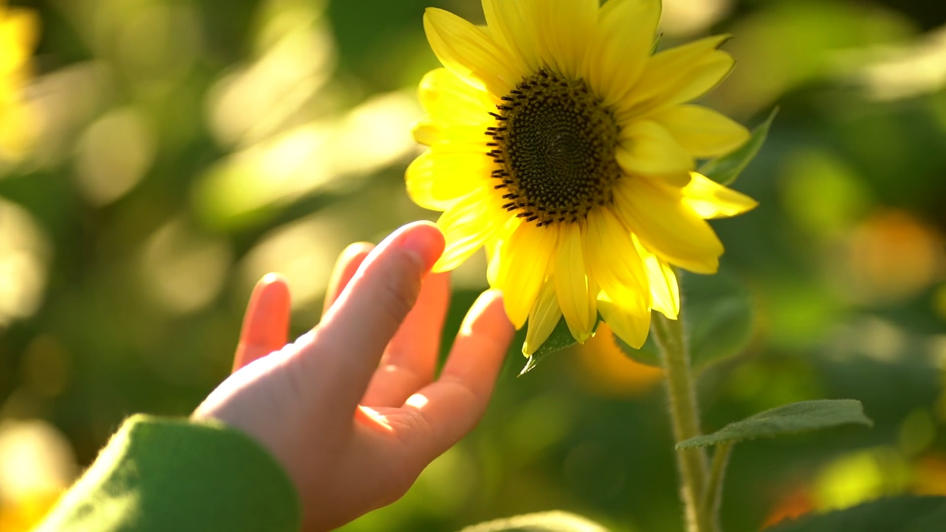 When it used to shine | Senses