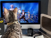 Cats Musical 40th Anniversary - Cats watching Cats