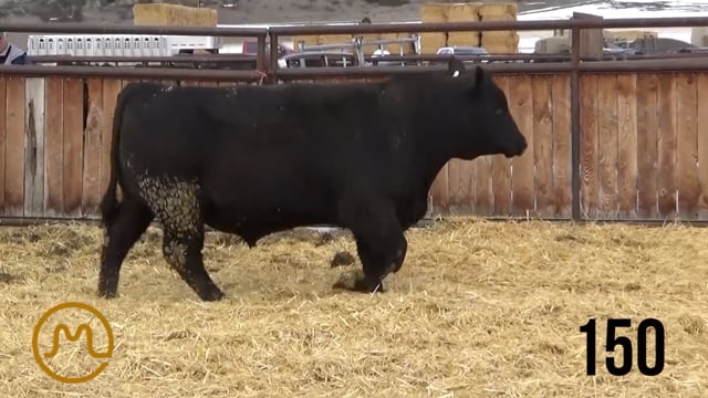 Bulls on Test - KB ANGUS