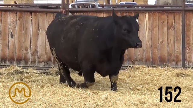 Bulls on Test - KB ANGUS