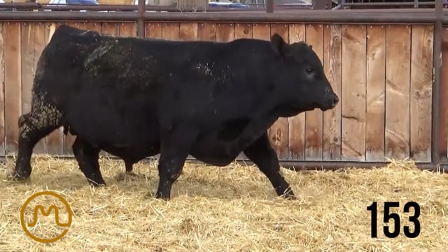 Bulls on Test - KB ANGUS