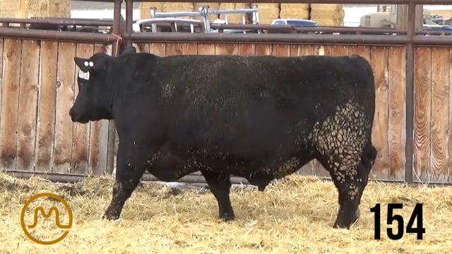 Bulls on Test - KB ANGUS