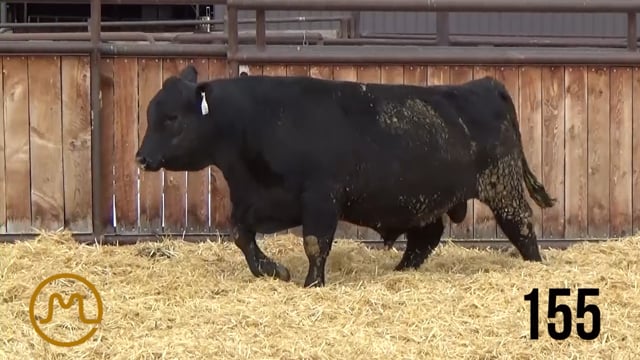 Bulls on Test - KB ANGUS