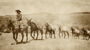 Timmy Brothers (Trailer) - Burro