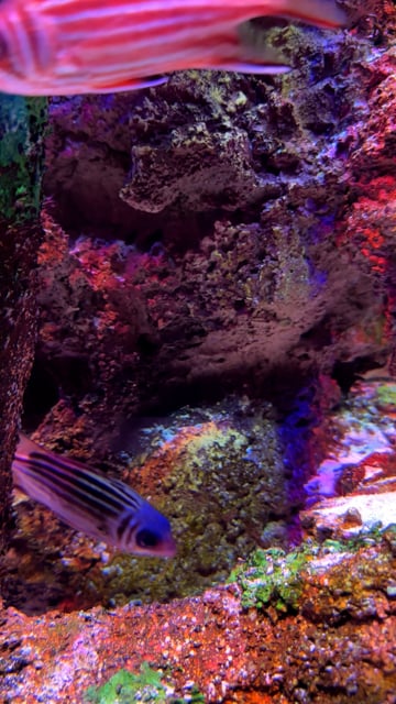 1,951 Coral Reef Vertical Stock Video Footage - 4K and HD Video Clips