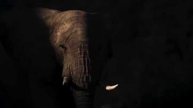 Secrets of the Elephant. Disney +