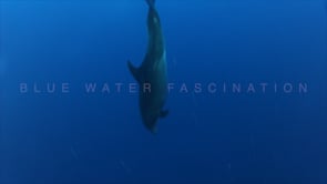 0420_Dolphin in Socorro Islans
