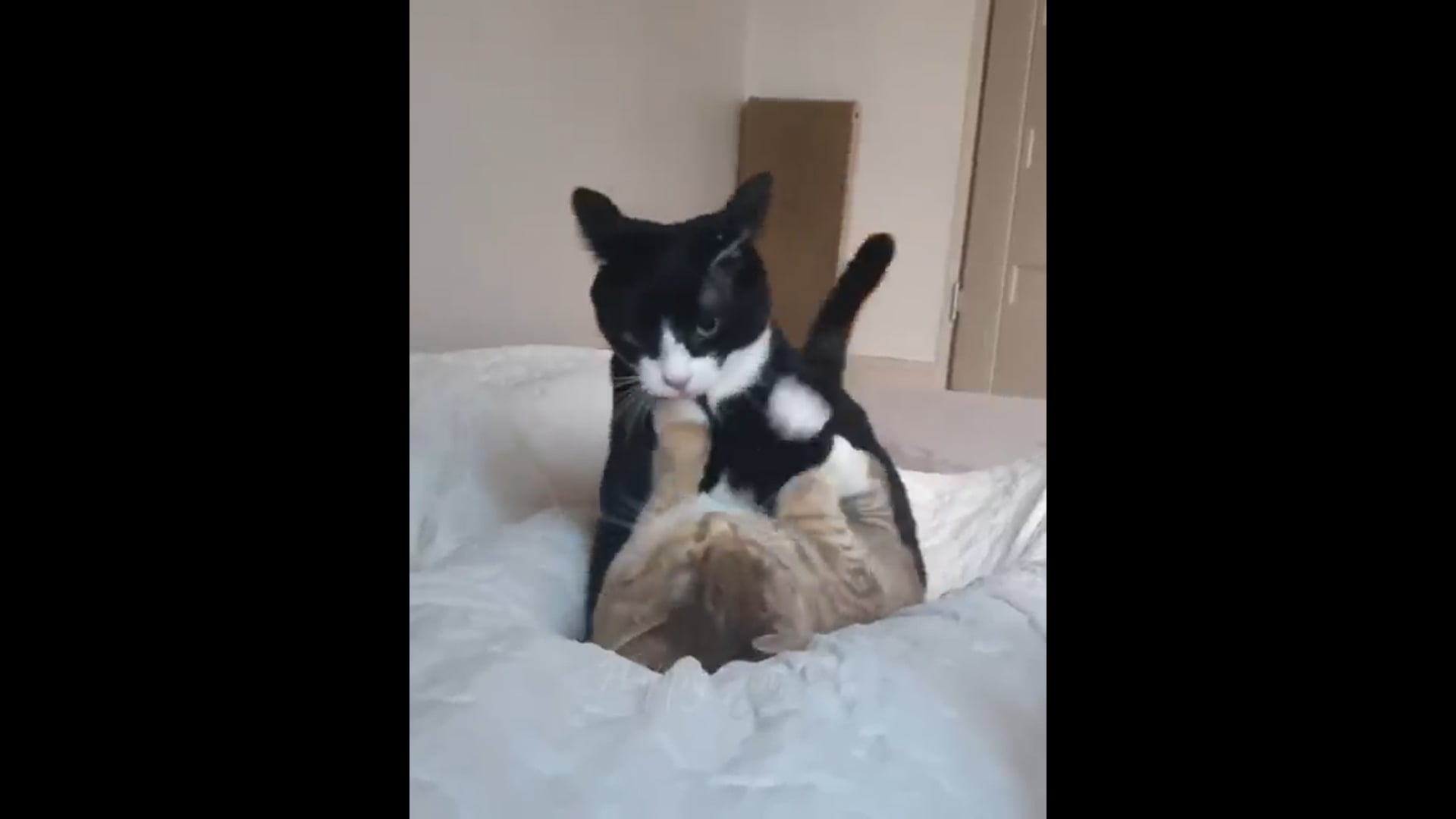 Funny_animals_-_Funny_cats___dogs_-_Funny_animal_videos___Best_videos