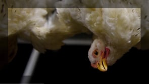 Carne de pollo: la cruel muerte para millones de animales en México