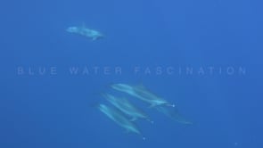 2146_Dolphins swimming below surface