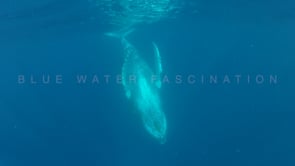 0016_humpback whale upside down