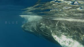 0017_humpback whale profile
