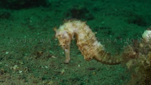 0130_White thorny seahorse