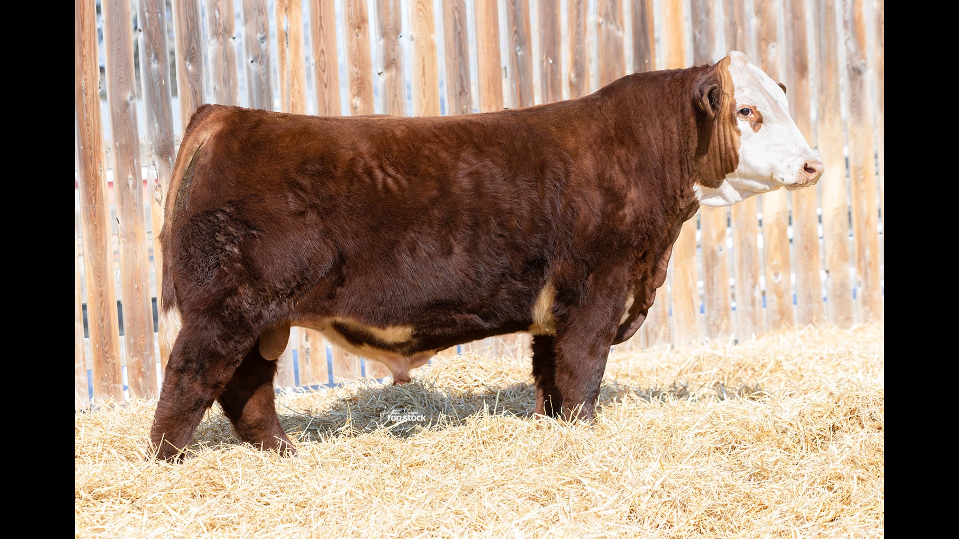 LSF Mr Right 151Z 8K