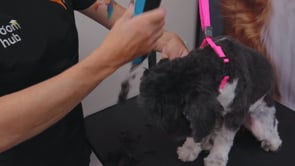 Related Embedded Video Item Thumbnail