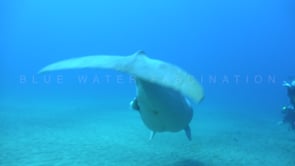 1776_dugong passing camera close