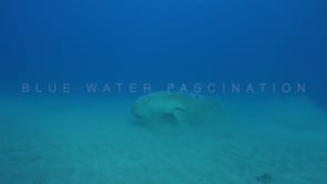 1777_dugong resting on sand