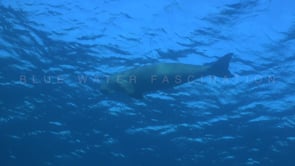 1778_Dugong swimming below surface