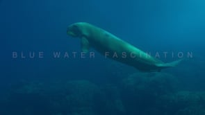 1781_dugong swimming over coral reef