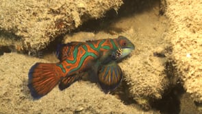 0671_mandarin fish