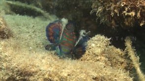 0855_Mandarin fish slow motion