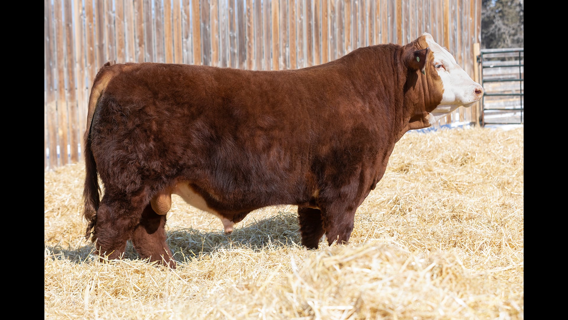 LSF Mr Right 151Z 71K