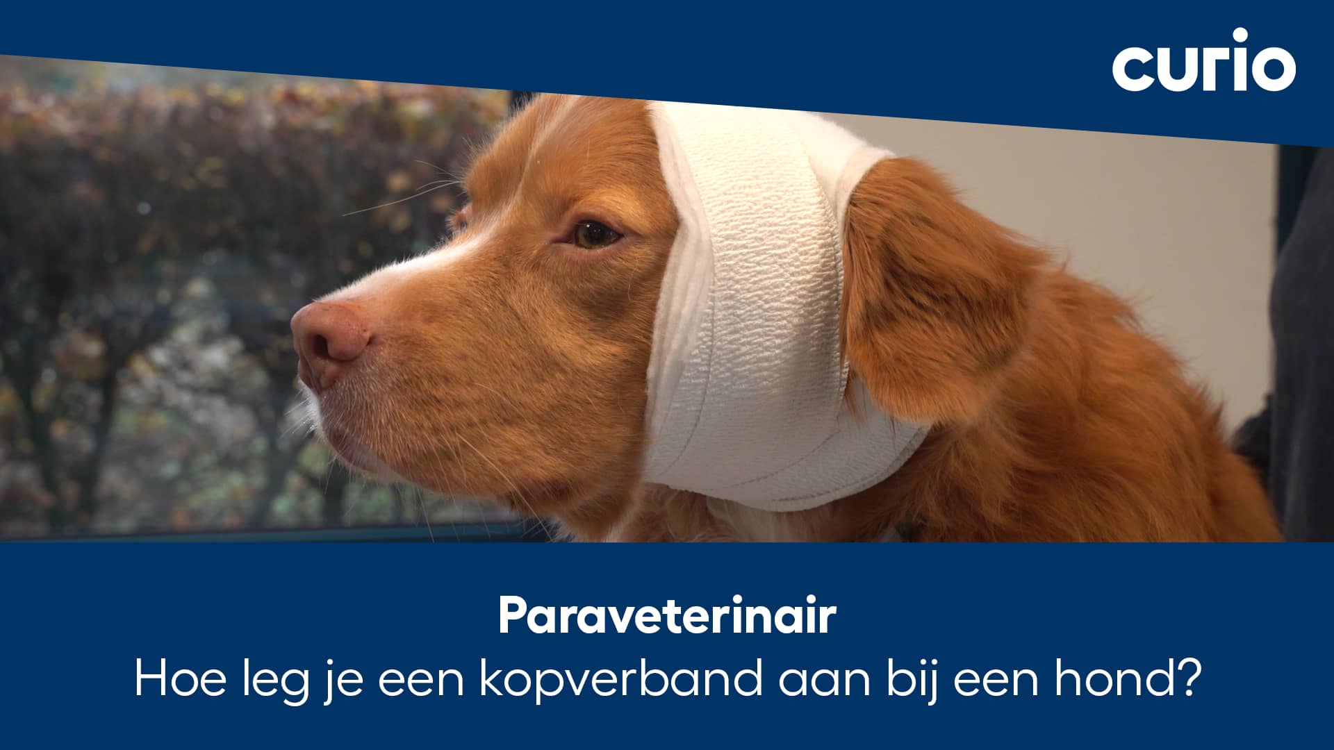 Paraveterinair instructievideo hoe leg je een kopverband aan bij