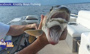 This Fish Has 2 WHAT?!