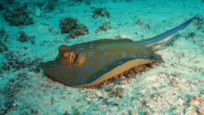 0272_blue spotted ribbontail ray