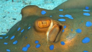 0273_blue spotted ribbontail ray eye