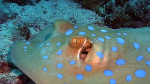 0964_blue spotted ribbontail ray close up